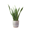 Indoor Plant 01