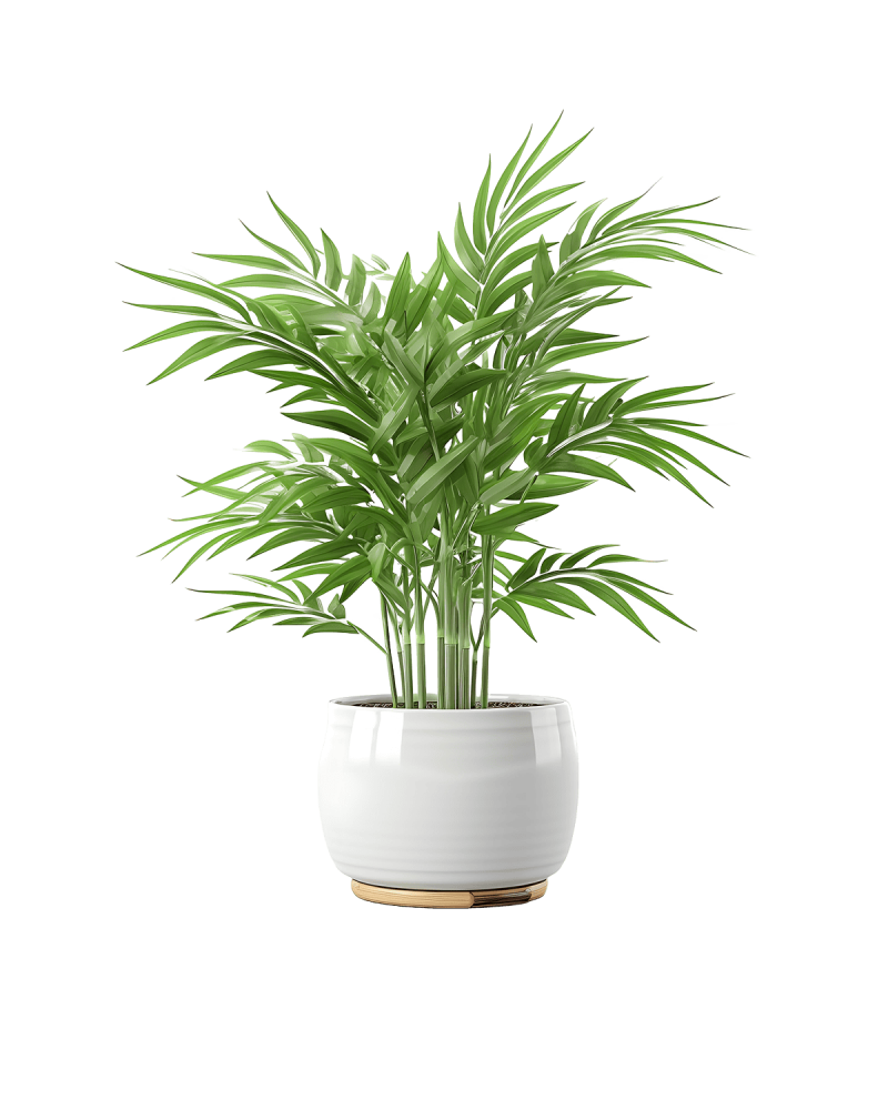 Desk Plant 01