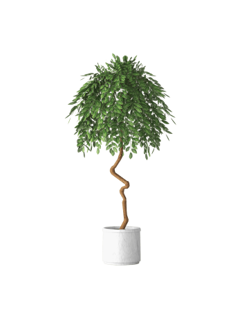 Plant Decor 05