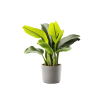 Plant Decor 10