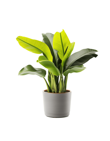 Plant Decor 10
